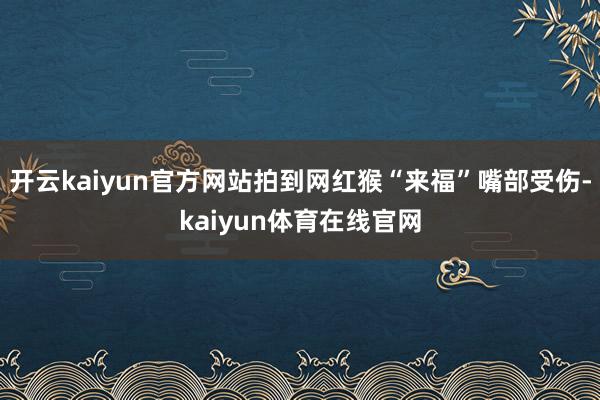 开云kaiyun官方网站拍到网红猴“来福”嘴部受伤-kaiyun体育在线官网